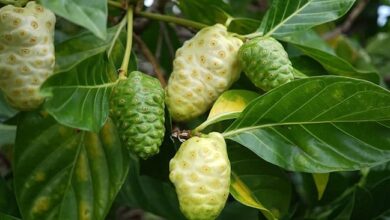 شجرة عصير المورينزي- فاكهة النوني