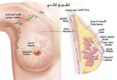 تشريح للثدي