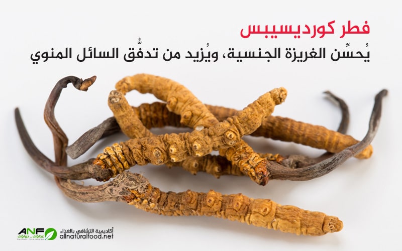 فطر كورديسيبس cordyseps