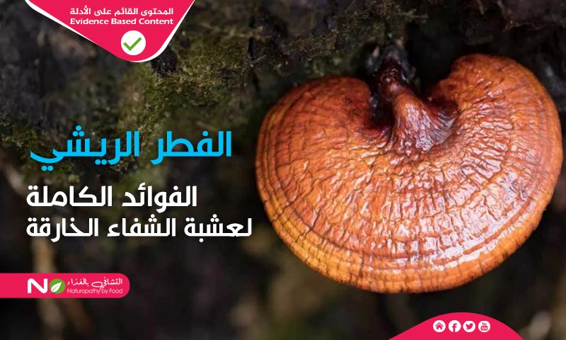 فوائد الفطر الريشي-التشافي بالغذاء