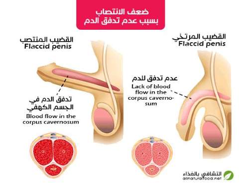 مقطع تشريحي لتدفق الدم في القضيب-التشافي بالغذاء