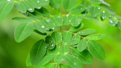 عشبة المورينجا-التشافي بالغذاء