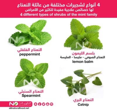 الفرق بين 4 أنواع من عائلة النعناع- التشافي بالغذاء