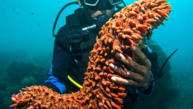 خيار البحر فوائد خارقة وفياجرا طبيعية- التشافي بالغذاء