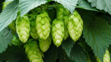 فوائد-الجنجل- التشافي-بالغذاء hops-benefits