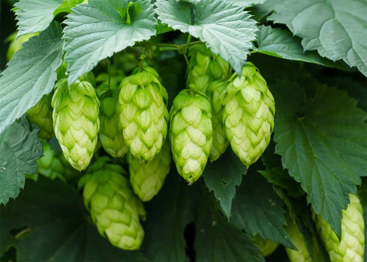 فوائد-الجنجل- التشافي-بالغذاء hops-benefits