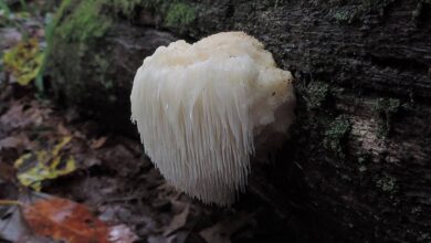 فوائد فطر عرف الاسد-التشافي بالغذاء