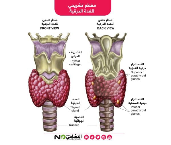 مقطع تشريحي للغدة الدرقية-التشافي بالغذاء