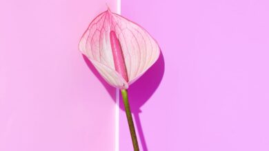 تفتيح المناطق الحساسة بسرعة-التشافي بالغذاء