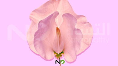 تفتيح المناطق الحساسة بمكونات طبيعية مجربة-التشافي بالغذاء