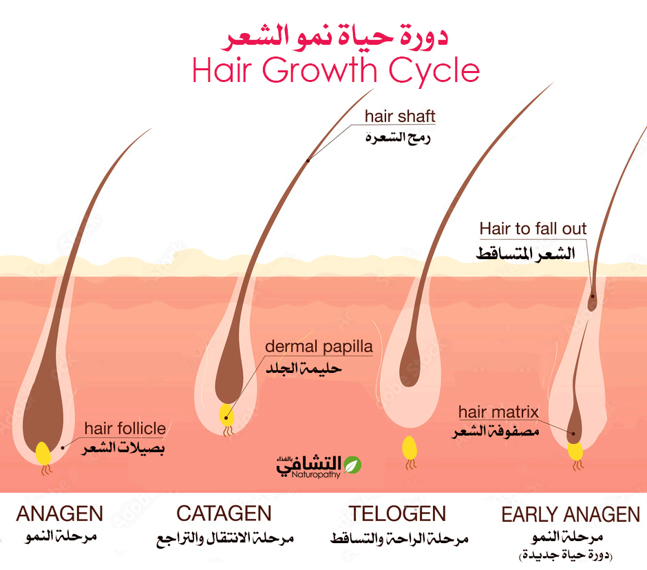 دورة حياة نمو الشعر وفترة تساقطه -التشافي بالغذاء