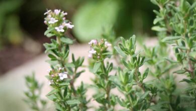 أنواع الزعتر والفرق بين البري والشائع-التشافي بالغذاء