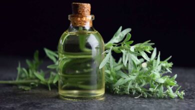 عشبة الشيح سمعة سيئة وفوائد مذهلة-التشافي بالغذاء