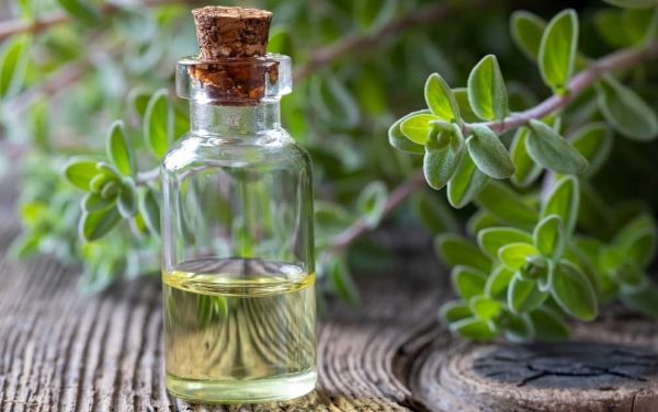 استنشاق زيت البردقوش العطري فعال بشكل خاص في الحد من السعال المزمن والربو-التشافي بالغذاء