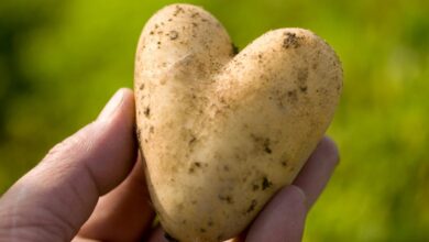 6 فوائد مدهشة من البطاطا- التشافي بالغذاء