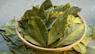 ورق الغار: نكهة غنية و 8 فوائد صحية-التشافي بالغذاء