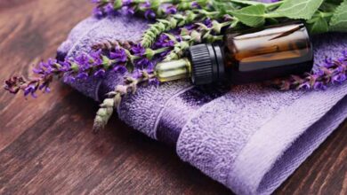 اللافندر سحر الألوان وكنوز الفوائد والعلاج-التشافي بالغذاء