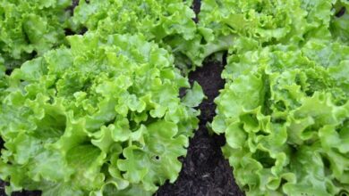 الخس: 10 فوائد علاجية مدعومة بالأدلة-التشافي بالغذاء