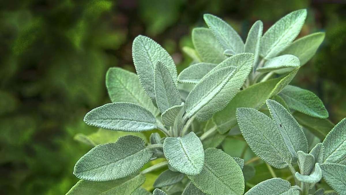 فوائد الميرمية.. مخزن الغذاء ومنجم الدواء-التشافي بالغذاء