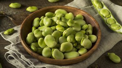 الفول منجم غذاء وعلاج متعدد الفوائد-التشافي بالغذاء