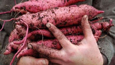 فتاة تحمل بيديها جذور البطاطا الحلوة-التشافي بالغذاء