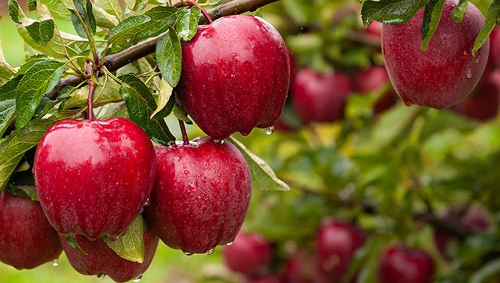 8 فوائد صحية مذهلة من تناول التفاح-التشافي بالغذاء