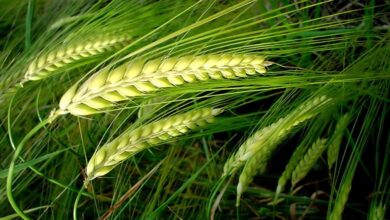 8 فوائد صحية من تناول القمح الكامل-التشافي بالغذاء