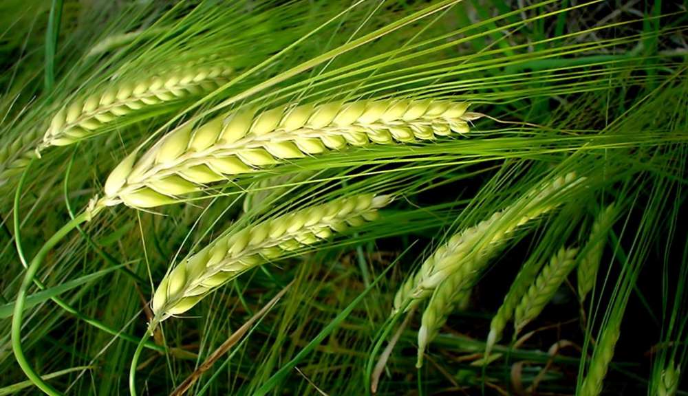 8 فوائد صحية من تناول القمح الكامل-التشافي بالغذاء