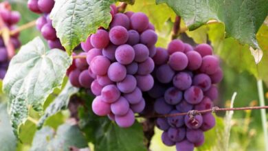 العنب: قيمة غذائية فريدة وفوائد عديدة- التشافي بالغذاء