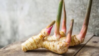 الخولنجان يعزز الخصوبة وصحة الشعر-التشافي بالغذاء