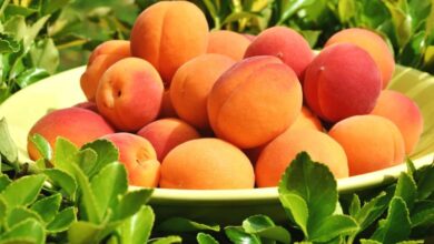 7 فوائد علاجية مذهلة من تناول المشمس-التشافي بالغذاء