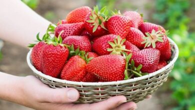 امرأة تحمل بيديها طبق كبير من الفراولة-التشافي بالغذاء