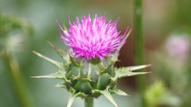 8 فوائد من حليب الشوك للكبد وعلاج السكر-التشافي بالغذاء