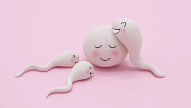 الحيوانات المنوية أثناء تلقيح البويضة-التشافي بالغذاء