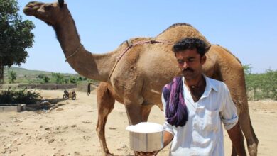 هل يساعد حليب الإبل في علاج التوحد فعلاً؟-التشافي بالغذاء
