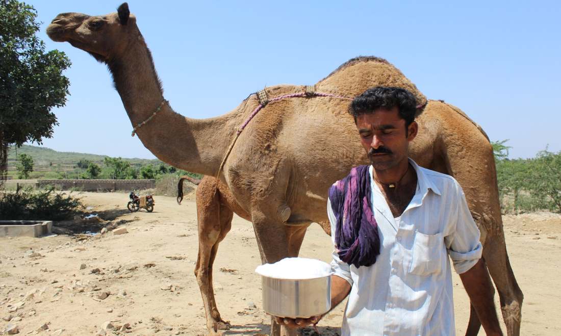 هل يساعد حليب الإبل في علاج التوحد فعلاً؟-التشافي بالغذاء