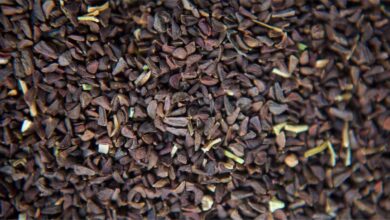 بذور الحرمل: الفوائد والأضرار والتحذيرات-التشافي بالغذاء