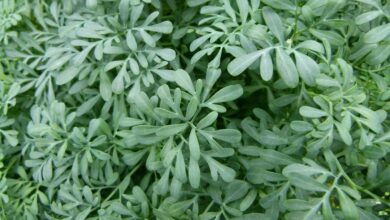 الشذاب.. فوائد مدهشة وتحذيرات مخيفة-التشافي بالغذاء