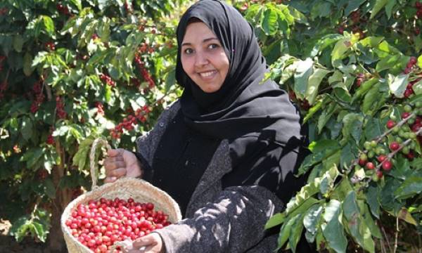 امرأة يمنية تحمل سلة مملوءة بكرز البن اليمني في إحدى الحقول عند موسم الحصاد-التشافي بالغذاء