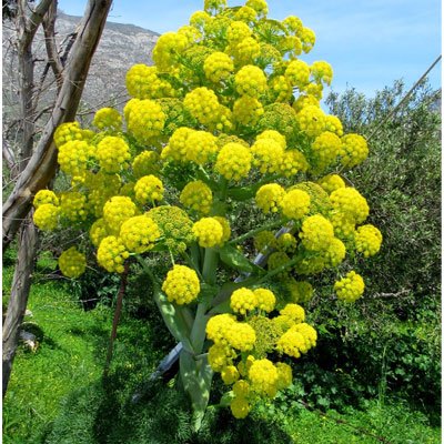 يتم الحصول على الحلتيت من جذور ونبات ferula فيريولا-التشافي بالغذاء
