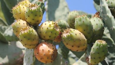 8 فوائد لاتصدق من التين الشوكي-التشافي بالغذاء
