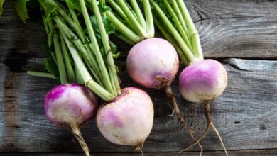 اللفت.. فوائد للسرطان وعلاج للسكر-التشافي بالغذاء