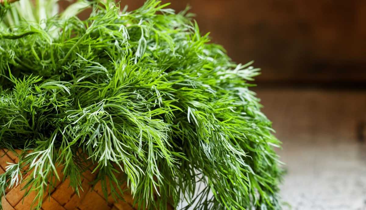 عشبة الشبت: 8 فوائد صحية وعلاجية فريدة-التشافي بالغذاء