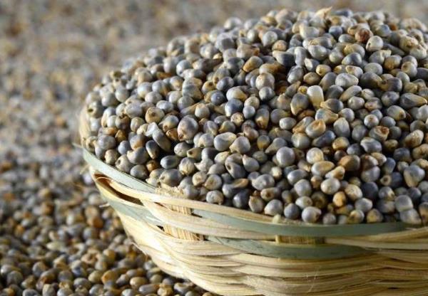 الدخن اللؤلؤي غني بالمعادن والبروتينات والألياف-التشافي بالغذاء
