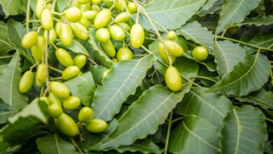 شجرة النيم: الفوائد والاستخدامات والأضرار-التشافي بالغذاء