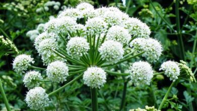 حشيشة الملاك فوائد للقلق والتبول ليلاً-التشافي بالغذاء