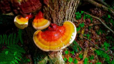 الفطر الريشي ينمو على سيقان الأشجار في الغابات-التشافي بالغذاء